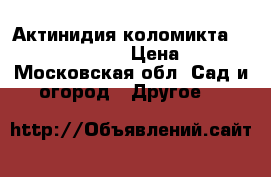 Актинидия коломикта “Sientabrskaya“ › Цена ­ 850 - Московская обл. Сад и огород » Другое   